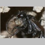 Auplopus carbonarius - Wegwespe 05b 9mm am Insektenhotel - beim Lehm holen.jpg